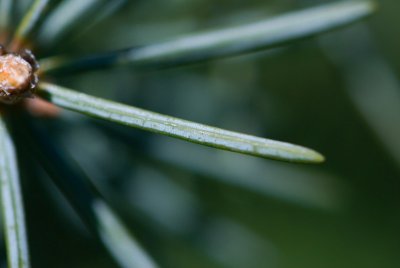 Picea breweriana 'Wüstermayer' -smrk brewerův - jehlice